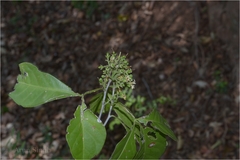 Pleiospermium alatum